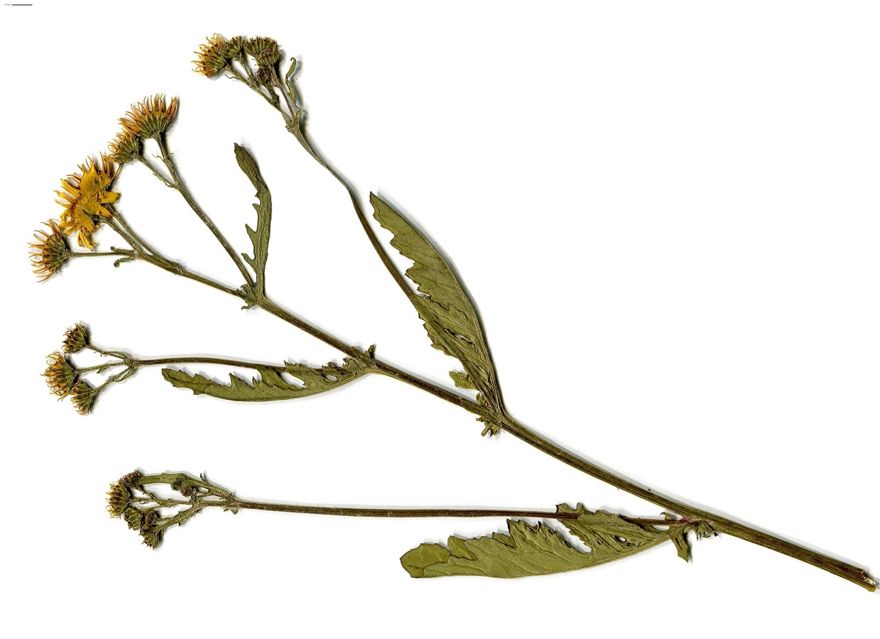 Jacobaea aquatica (Asteraceae)